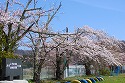 春の(桜の景色)風景-2
