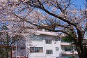 春の(桜の景色)風景-3