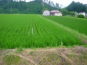 稲の生育状況(42日目)-2