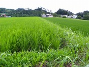 稲の生育状況(52日目)-2