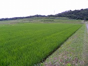 稲の生育状況(52日目)-3