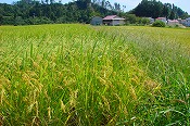 稲の生育状況(107日目)-2