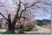 桜の風景-1