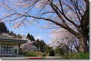 桜の風景-5
