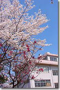 桜の風景-7