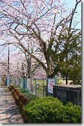 桜の風景-10