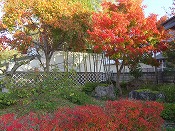 庭の紅葉風景-2