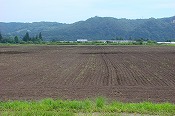 蕎麦の生育状況(090815)-2