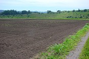 蕎麦の生育状況(090815)-5