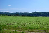 蕎麦の生育状況(090826)-2