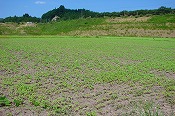 蕎麦の生育状況(090826)-3