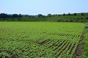 蕎麦の生育状況(090826)-5
