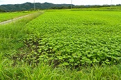 蕎麦の生育状況(090831)-2
