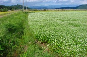 蕎麦の生育状況(090910)-2
