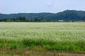 蕎麦の生育状況(090919)-2