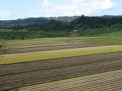 稲刈り作業-1