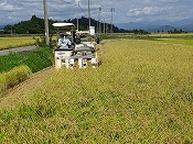 稲刈り作業-5