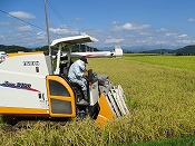 稲刈り作業-7