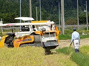 稲刈り作業-9
